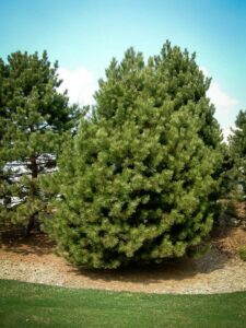 Сосна Чёрная (Pinus Nigra) купить по цене от 270.00р. в интернет-магазине «Посадика» с доставкой почтой в в Слюдянкае и по всей России – [изображение №1].