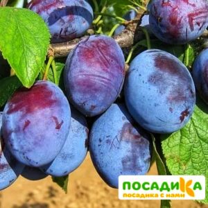 Слива Чачакская ранняя купить по цене от 229.00р. в интернет-магазине «Посадика» с доставкой почтой в в Слюдянкае и по всей России – [изображение №1].