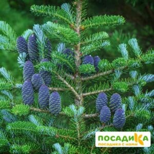 Пихта корейская (Abies koreana) купить по цене от 450.00р. в интернет-магазине «Посадика» с доставкой почтой в в Слюдянкае и по всей России – [изображение №1].