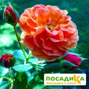 Роза Арабия купить по цене от 350.00р. в интернет-магазине «Посадика» с доставкой почтой в в Слюдянкае и по всей России – [изображение №1].