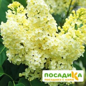 Сирень Примроуз (Primrose) купить по цене от 529.00р. в интернет-магазине «Посадика» с доставкой почтой в в Слюдянкае и по всей России – [изображение №1].