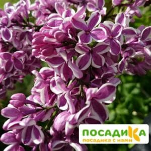 Сирень Сенсация купить по цене от 529.00р. в интернет-магазине «Посадика» с доставкой почтой в в Слюдянкае и по всей России – [изображение №1].