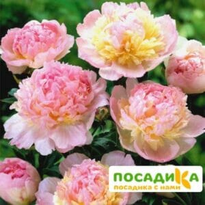 Пион Распберри Сандей (Paeonia Raspberry Sundae) купить по цене от 959р. в интернет-магазине «Посадика» с доставкой почтой в в Слюдянкае и по всей России – [изображение №1].