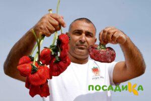Клубника Гигант Джорнея купить по цене от 266р. в интернет-магазине «Посадика» с доставкой почтой в в Слюдянкае и по всей России – [изображение №1].