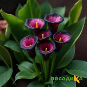 Калла Аура Лейс купить по цене от 400р. в интернет-магазине «Посадика» с доставкой почтой в в Слюдянкае и по всей России – [изображение №1].