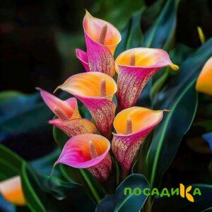 Калла Оникс купить по цене от 450р. в интернет-магазине «Посадика» с доставкой почтой в в Слюдянкае и по всей России – [изображение №1].