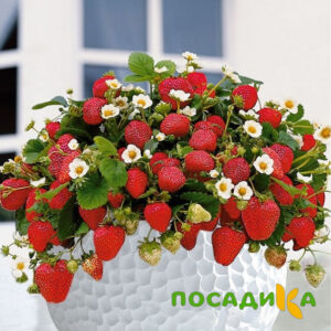 Клубника Рубиновый Шепот (горшечная) купить по цене от 240р. в интернет-магазине «Посадика» с доставкой почтой в в Слюдянкае и по всей России – [изображение №1].