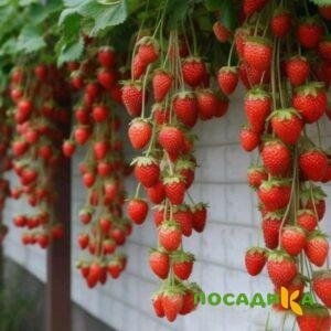 Клубника вьющаяся Комплимент купить по цене от 470р. в интернет-магазине «Посадика» с доставкой почтой в в Слюдянкае и по всей России – [изображение №1].