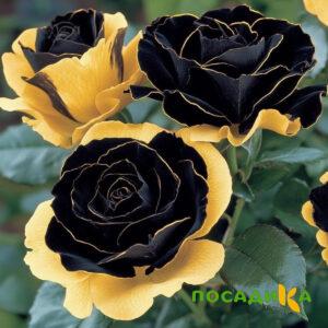 Роза Ханни Сикл купить по цене от 700р. в интернет-магазине «Посадика» с доставкой почтой в в Слюдянкае и по всей России – [изображение №1].