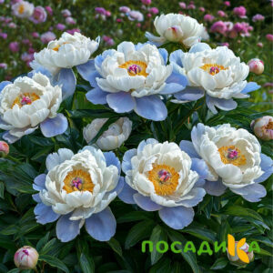 Пион акварельный Этюд купить по цене от 806р. в интернет-магазине «Посадика» с доставкой почтой в в Слюдянкае и по всей России – [изображение №1].