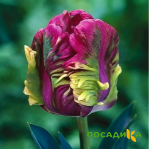 Тюльпан Экзотик Хэвен купить по цене от 186р. в интернет-магазине «Посадика» с доставкой почтой в в Слюдянкае и по всей России – [изображение №1].