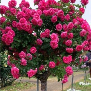 Роза Версаля купить по цене от 232р. в интернет-магазине «Посадика» с доставкой почтой в в Слюдянкае и по всей России – [изображение №1].