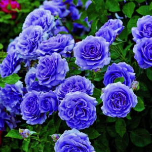 Роза Блю Мун купить по цене от 450р. в интернет-магазине «Посадика» с доставкой почтой в в Слюдянкае и по всей России – [изображение №1].