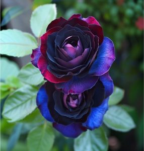 Роза Скарлет Рэвери купить по цене от 489р. в интернет-магазине «Посадика» с доставкой почтой в в Слюдянкае и по всей России – [изображение №1].