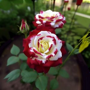 Роза Роял Глом купить по цене от 401р. в интернет-магазине «Посадика» с доставкой почтой в в Слюдянкае и по всей России – [изображение №1].