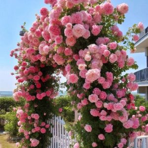 Роза Пастель Розе купить по цене от 605р. в интернет-магазине «Посадика» с доставкой почтой в в Слюдянкае и по всей России – [изображение №1].