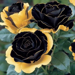 Роза Ханни Сикл купить по цене от 700р. в интернет-магазине «Посадика» с доставкой почтой в в Слюдянкае и по всей России – [изображение №1].